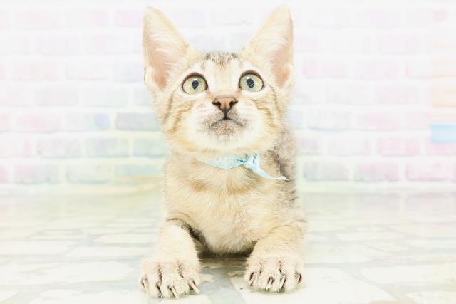 東京都のエジプシャンマウ (Coo&RIKU練馬店/2026年6月18日生まれ/男の子/ブロンズ)の子猫の1枚目の画像