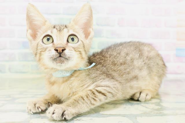 東京都のエジプシャンマウ (Coo&RIKU練馬店/2026年6月18日生まれ/男の子/ブロンズ)の子猫の2枚目の画像