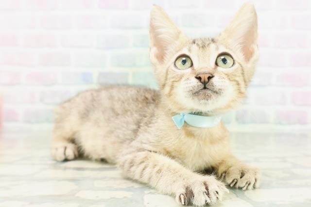 東京都のエジプシャンマウ (Coo&RIKU練馬店/2026年6月18日生まれ/男の子/ブロンズ)の子猫の3枚目の画像