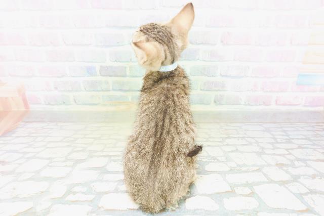 東京都のエジプシャンマウ (Coo&RIKU練馬店/2026年6月18日生まれ/男の子/ブロンズ)の子猫の4枚目の画像
