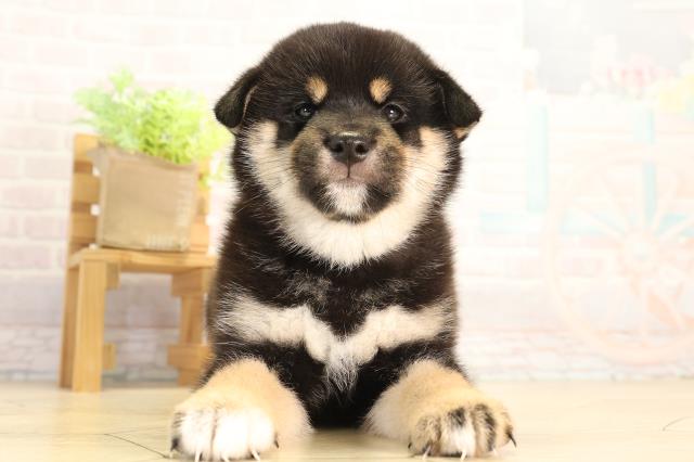 柴犬