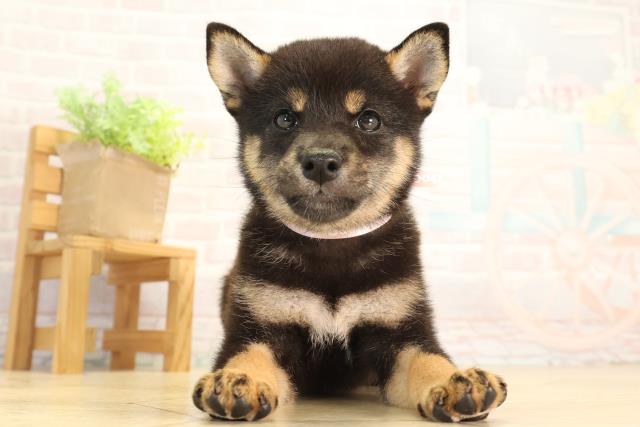 柴犬