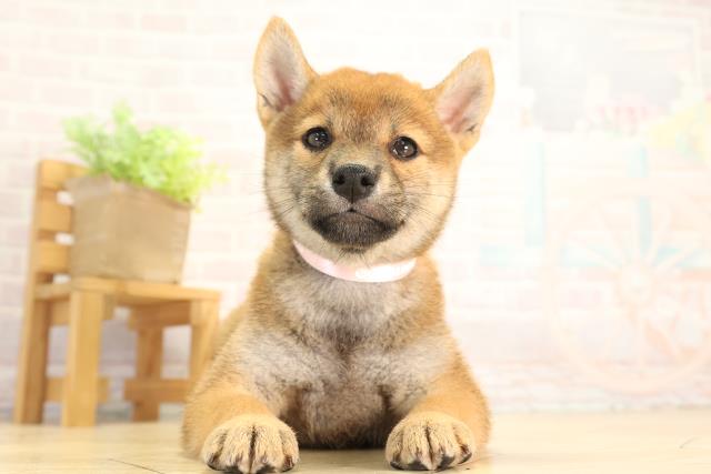 柴犬