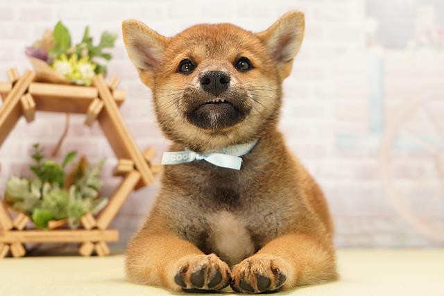 柴犬