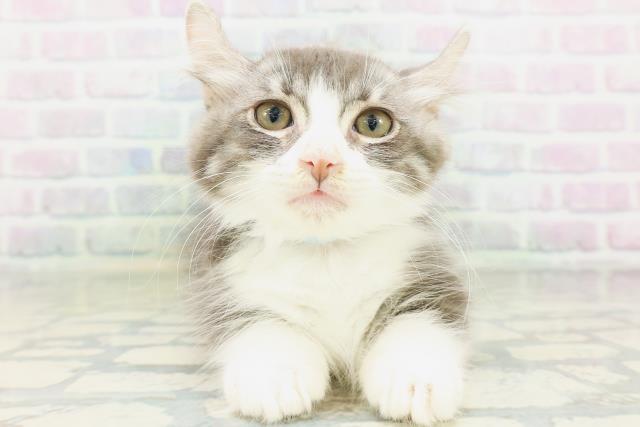 東京都のキンカロー (Coo&RIKU八王子西店/2026年6月20日生まれ/男の子/ブルータビーホワイト)の子猫の1枚目の画像