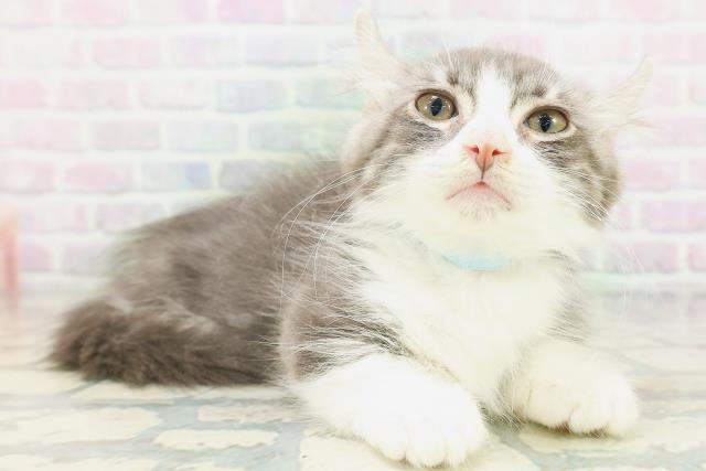 東京都のキンカロー (Coo&RIKU八王子西店/2026年6月20日生まれ/男の子/ブルータビーホワイト)の子猫の2枚目の画像