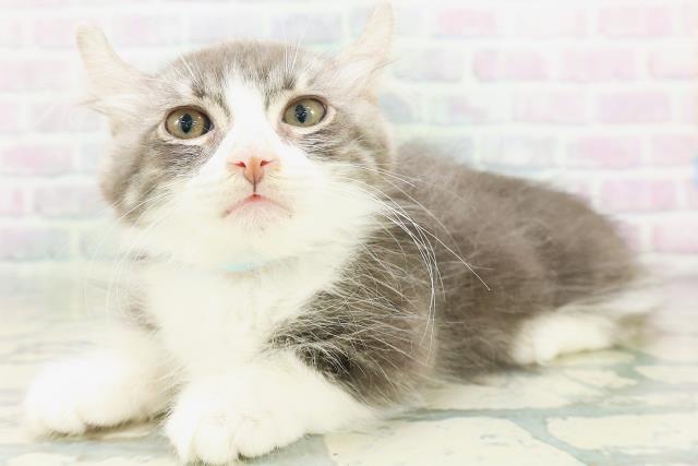 東京都のキンカロー (Coo&RIKU八王子西店/2026年6月20日生まれ/男の子/ブルータビーホワイト)の子猫の3枚目の画像