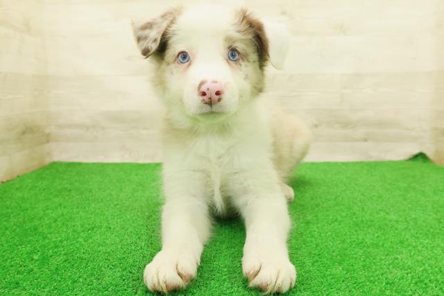 茨城県のボーダーコリー (Coo&RIKU筑西店/2026年7月14日生まれ/男の子/チョコレートマール)の子犬の1枚目の画像