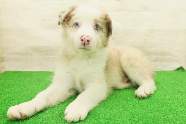 茨城県のボーダーコリー (Coo&RIKU筑西店/2026年7月14日生まれ/男の子/チョコレートマール)の子犬の2枚目の画像