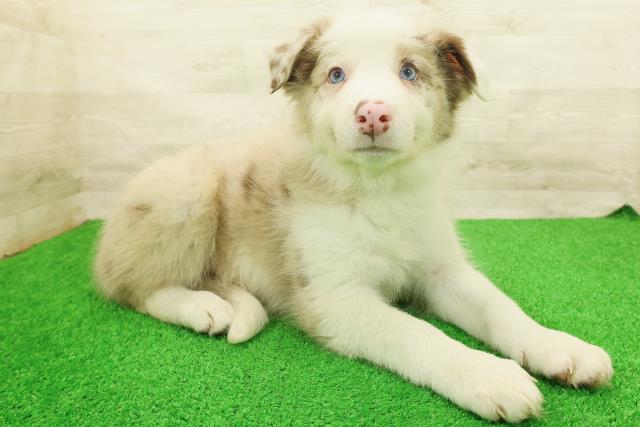 茨城県のボーダーコリー (Coo&RIKU筑西店/2026年7月14日生まれ/男の子/チョコレートマール)の子犬の3枚目の画像