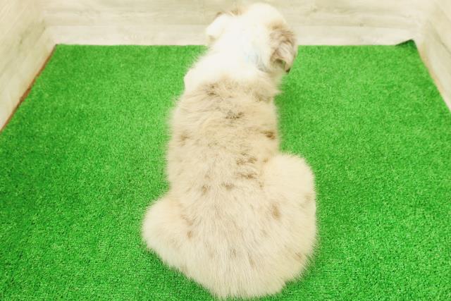 茨城県のボーダーコリー (Coo&RIKU筑西店/2026年7月14日生まれ/男の子/チョコレートマール)の子犬の4枚目の画像