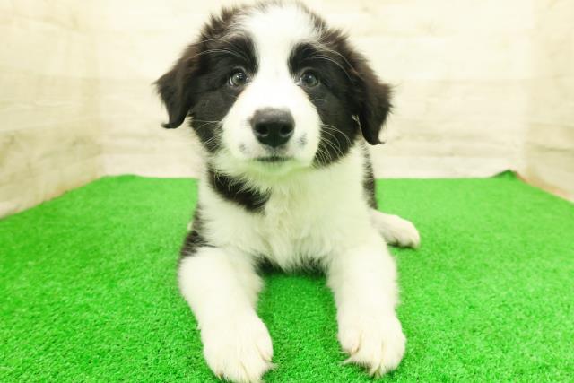 栃木県のボーダーコリー (Coo&RIKU宇都宮店/2026年7月14日生まれ/女の子/ブラックホワイト)の子犬の1枚目の画像