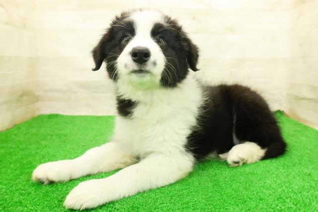 栃木県のボーダーコリー (Coo&RIKU宇都宮店/2026年7月14日生まれ/女の子/ブラックホワイト)の子犬の2枚目の画像