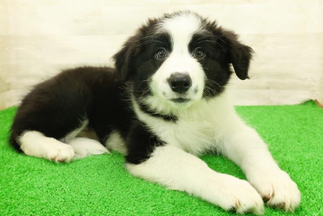 栃木県のボーダーコリー (Coo&RIKU宇都宮店/2026年7月14日生まれ/女の子/ブラックホワイト)の子犬の3枚目の画像