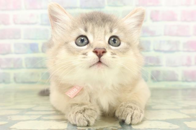 東京都のソマリ (Coo&RIKU中野サンモール店/2026年7月13日生まれ/女の子/ブルー)の子猫の1枚目の画像
