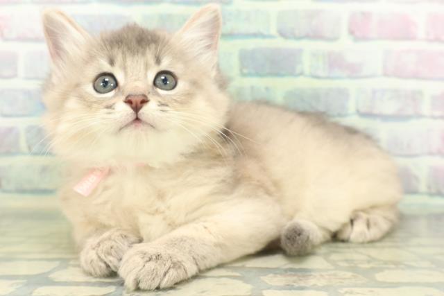 東京都のソマリ (Coo&RIKU中野サンモール店/2026年7月13日生まれ/女の子/ブルー)の子猫の2枚目の画像