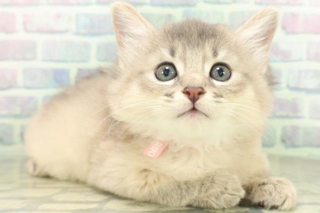 東京都のソマリ (Coo&RIKU中野サンモール店/2026年7月13日生まれ/女の子/ブルー)の子猫の3枚目の画像