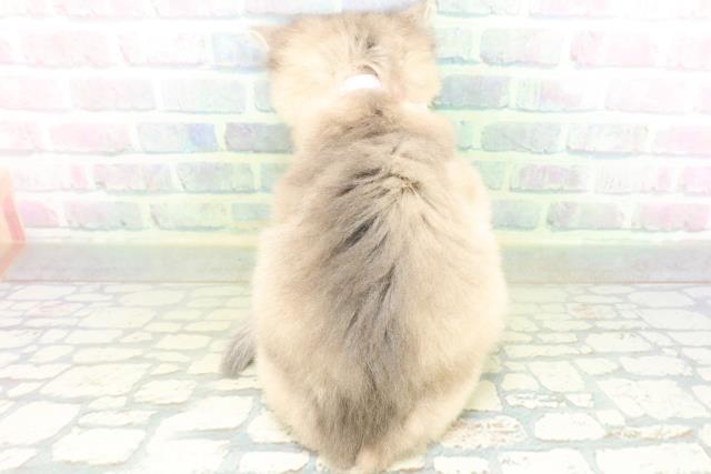 東京都のソマリ (Coo&RIKU中野サンモール店/2026年7月13日生まれ/女の子/ブルー)の子猫の4枚目の画像