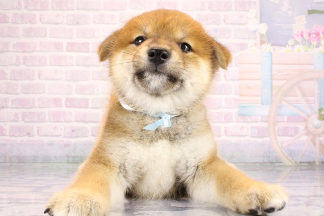 奈良県の柴犬(標準サイズ) (Coo&RIKU奈良新庄店/2026年7月15日生まれ/男の子/赤)の子犬の1枚目の画像