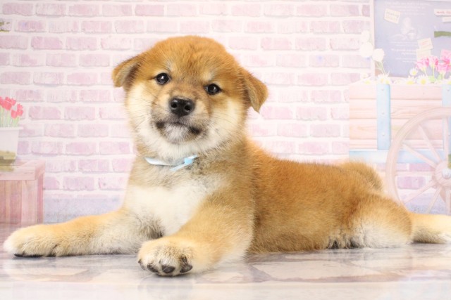 奈良県の柴犬(標準サイズ) (Coo&RIKU奈良新庄店/2026年7月15日生まれ/男の子/赤)の子犬の2枚目の画像