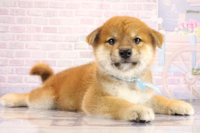 奈良県の柴犬(標準サイズ) (Coo&RIKU奈良新庄店/2026年7月15日生まれ/男の子/赤)の子犬の3枚目の画像