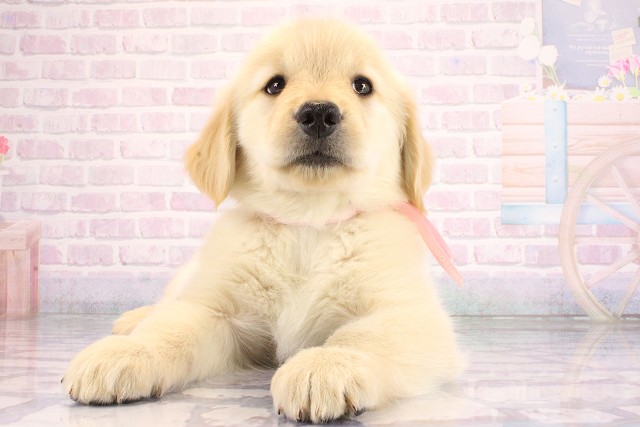 京都府のゴールデンレトリバー (Coo&RIKU舞鶴店/2026年7月8日生まれ/女の子/ゴールド)の子犬の1枚目の画像