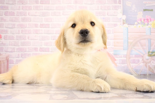 京都府のゴールデンレトリバー (Coo&RIKU舞鶴店/2026年7月8日生まれ/女の子/ゴールド)の子犬の2枚目の画像