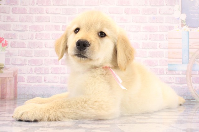 京都府のゴールデンレトリバー (Coo&RIKU舞鶴店/2026年7月8日生まれ/女の子/ゴールド)の子犬の3枚目の画像