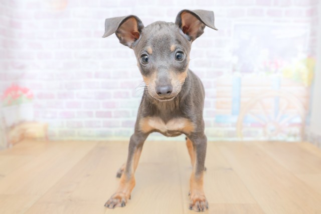 青森県のミニチュアピンシャー (Coo&RIKU八戸店/2026年7月13日生まれ/女の子/ブルータン)の子犬の1枚目の画像