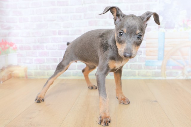 青森県のミニチュアピンシャー (Coo&RIKU八戸店/2026年7月13日生まれ/女の子/ブルータン)の子犬の3枚目の画像
