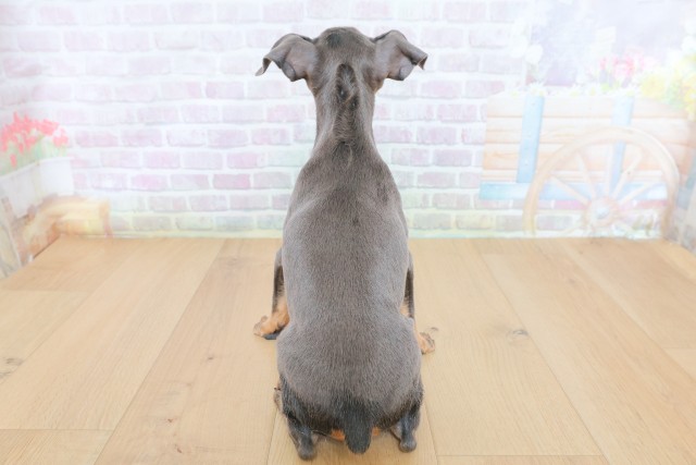 青森県のミニチュアピンシャー (Coo&RIKU八戸店/2026年7月13日生まれ/女の子/ブルータン)の子犬の4枚目の画像