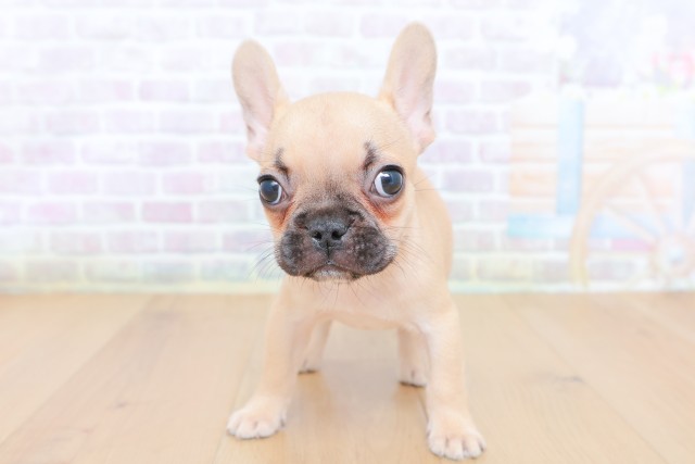 青森県のフレンチブルドッグ (Coo&RIKU青森店/2026年7月14日生まれ/女の子/フォーン)の子犬の1枚目の画像