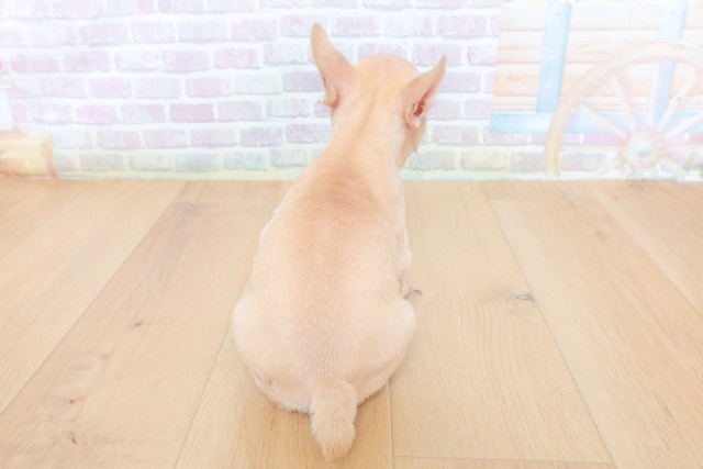 青森県のフレンチブルドッグ (Coo&RIKU青森店/2026年7月14日生まれ/女の子/フォーン)の子犬の4枚目の画像