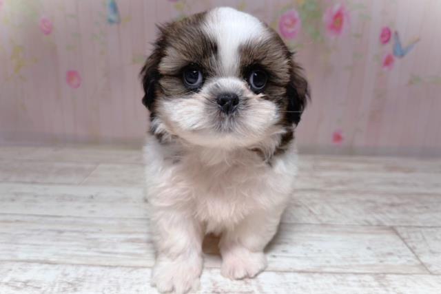 北海道のシーズー (Coo&RIKU岩見沢店/2026年7月19日生まれ/男の子/ホワイトゴールド)の子犬の1枚目の画像