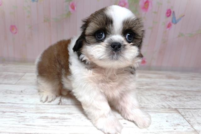 北海道のシーズー (Coo&RIKU岩見沢店/2026年7月19日生まれ/男の子/ホワイトゴールド)の子犬の2枚目の画像