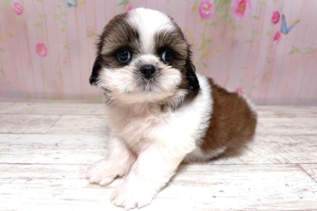 北海道のシーズー (Coo&RIKU岩見沢店/2026年7月19日生まれ/男の子/ホワイトゴールド)の子犬の3枚目の画像