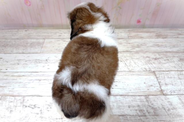 北海道のシーズー (Coo&RIKU岩見沢店/2026年7月19日生まれ/男の子/ホワイトゴールド)の子犬の4枚目の画像