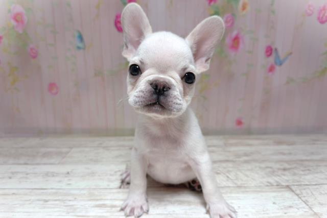 栃木県のフレンチブルドッグ (Coo&RIKU宇都宮店/2026年7月14日生まれ/男の子/クリーム)の子犬の1枚目の画像