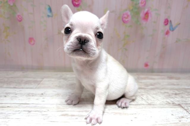 栃木県のフレンチブルドッグ (Coo&RIKU宇都宮店/2026年7月14日生まれ/男の子/クリーム)の子犬の2枚目の画像