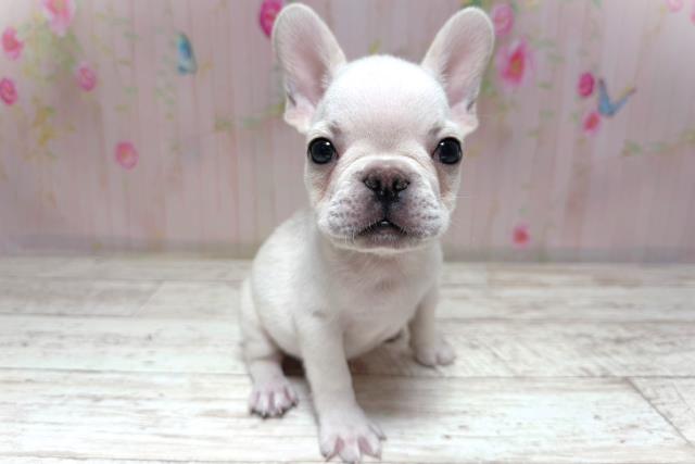 栃木県のフレンチブルドッグ (Coo&RIKU宇都宮店/2026年7月14日生まれ/男の子/クリーム)の子犬の3枚目の画像