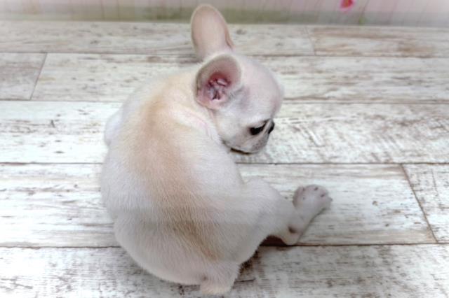 栃木県のフレンチブルドッグ (Coo&RIKU宇都宮店/2026年7月14日生まれ/男の子/クリーム)の子犬の4枚目の画像