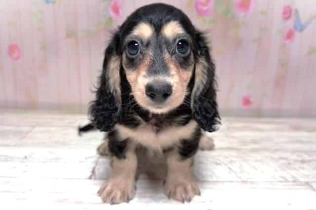 茨城県のミニチュアダックスフンド(ロング) (Coo&RIKU日立店/2026年7月19日生まれ/女の子/ブラックイエロー)の子犬の1枚目の画像