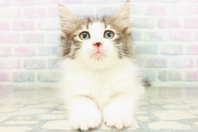 ノルウェージャン・フォレストキャット