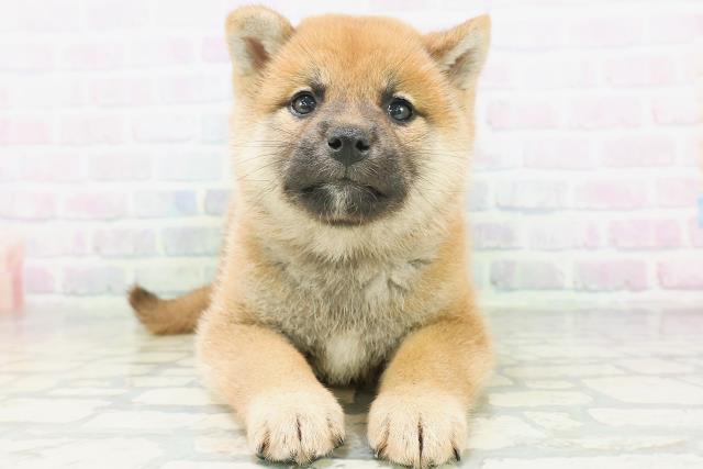 山形県の柴犬(標準サイズ) (Coo&RIKUイオンタウン酒田店/2026年7月18日生まれ/女の子/赤)の子犬の1枚目の画像