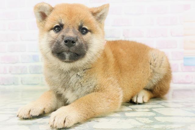 山形県の柴犬(標準サイズ) (Coo&RIKUイオンタウン酒田店/2026年7月18日生まれ/女の子/赤)の子犬の2枚目の画像