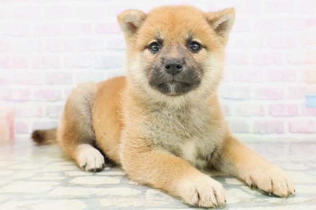 山形県の柴犬(標準サイズ) (Coo&RIKUイオンタウン酒田店/2026年7月18日生まれ/女の子/赤)の子犬の3枚目の画像