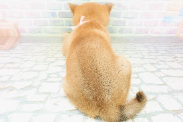 山形県の柴犬(標準サイズ) (Coo&RIKUイオンタウン酒田店/2026年7月18日生まれ/女の子/赤)の子犬の4枚目の画像