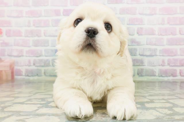秋田県のハーフ犬・ミックス犬 (Coo&RIKU秋田店/2026年7月19日生まれ/女の子/クリーム)の子犬の1枚目の画像