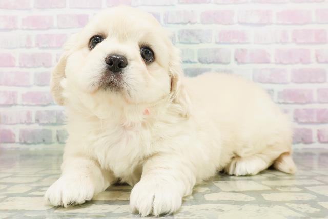 秋田県のハーフ犬・ミックス犬 (Coo&RIKU秋田店/2026年7月19日生まれ/女の子/クリーム)の子犬の2枚目の画像