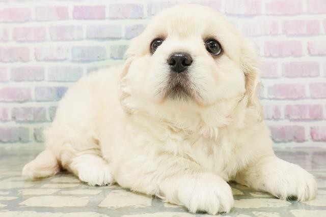 秋田県のハーフ犬・ミックス犬 (Coo&RIKU秋田店/2026年7月19日生まれ/女の子/クリーム)の子犬の3枚目の画像